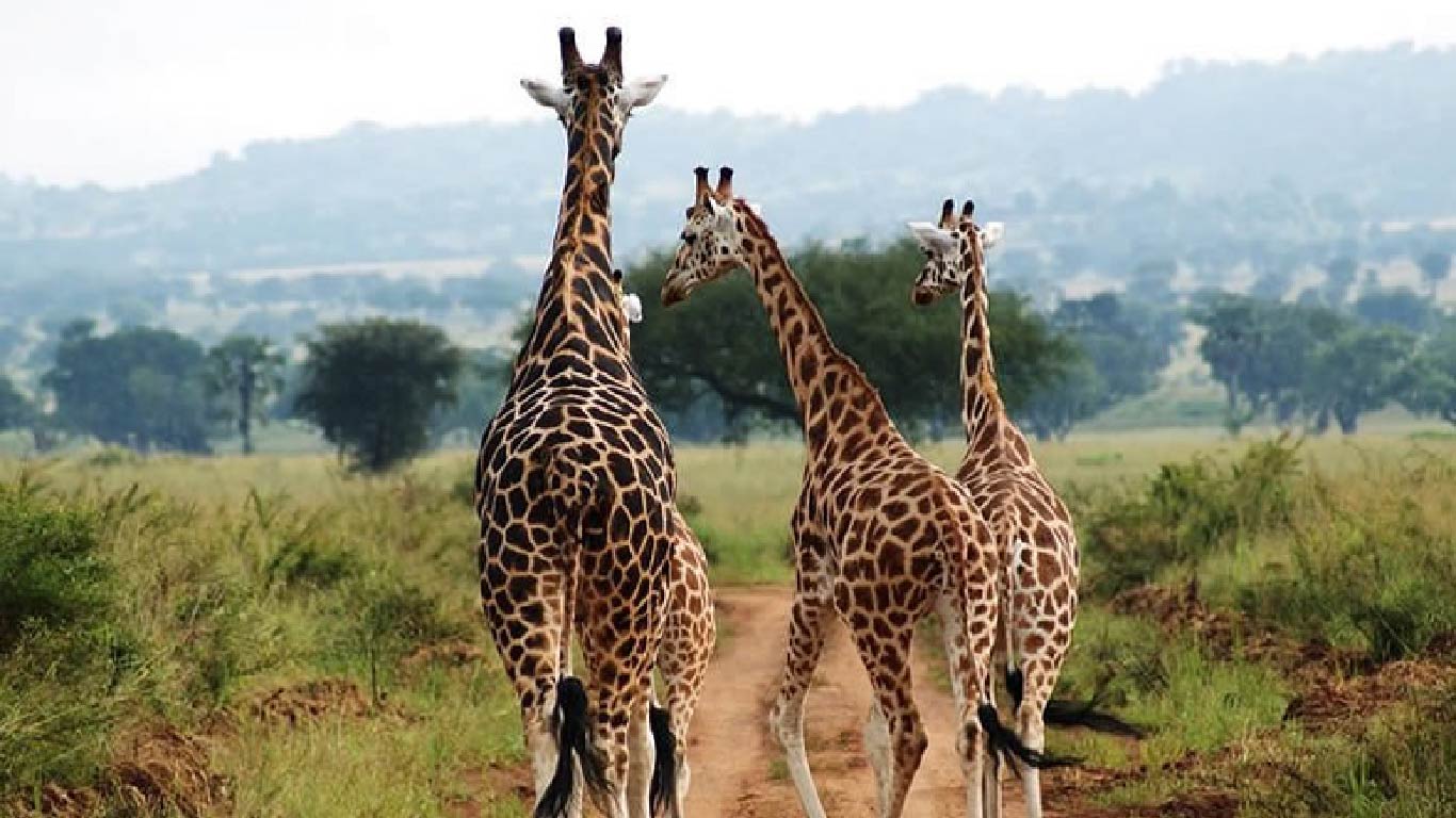 Bandingilo National Park