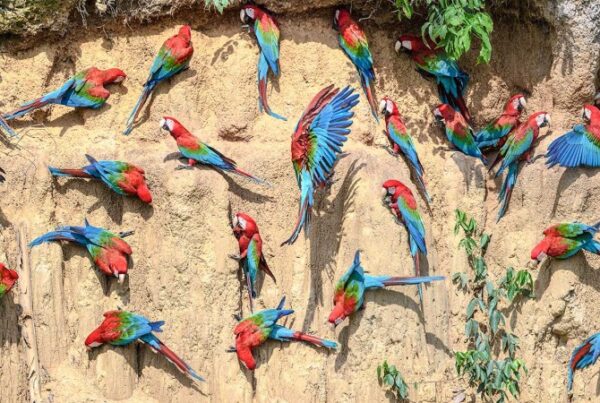 Birdwatching holidays