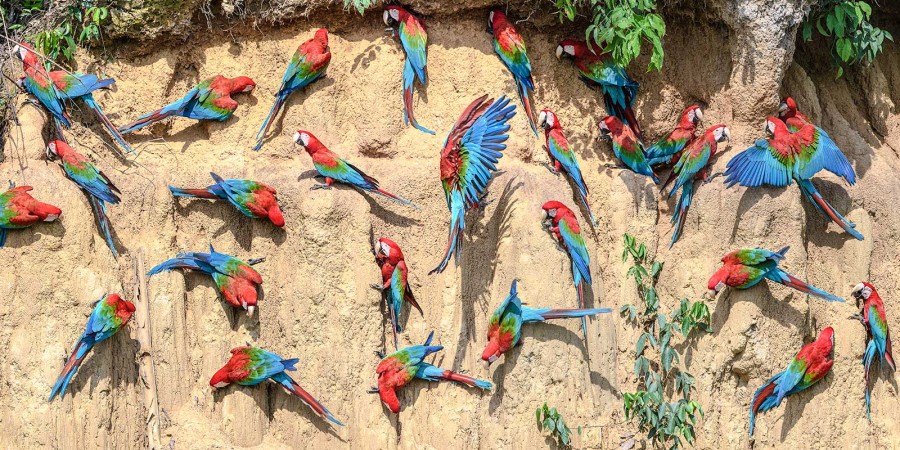 Birdwatching holidays