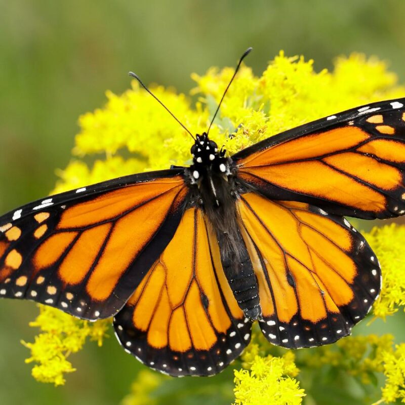 Butterflies