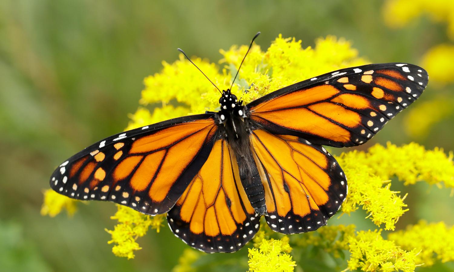 Butterflies