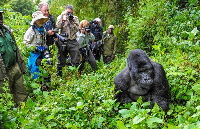 Bwindi Impenetrable National Park