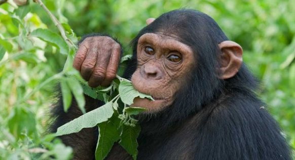 Chimpanzees