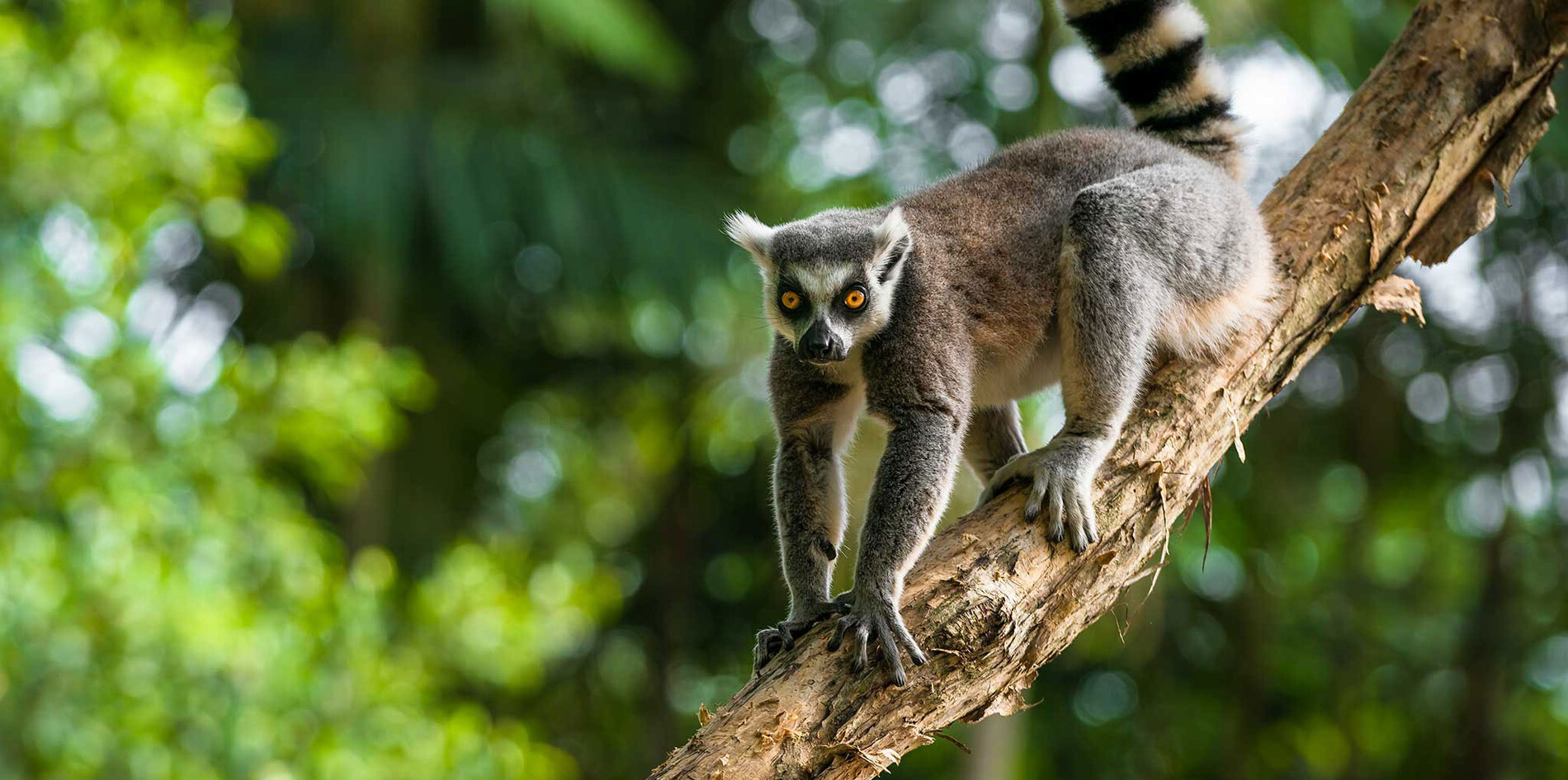 Madagascar