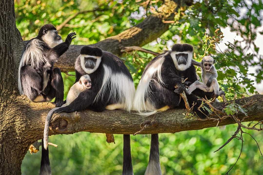 Rwanda