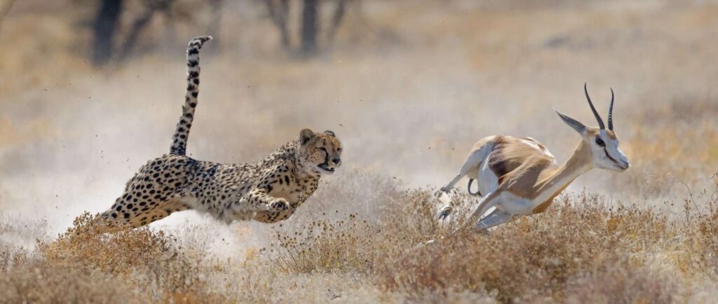 Etosha National Park