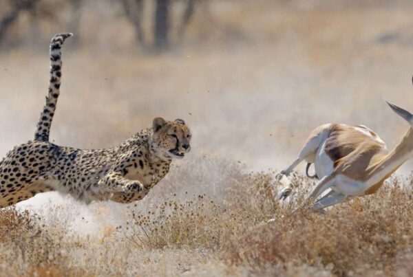 Etosha National Park