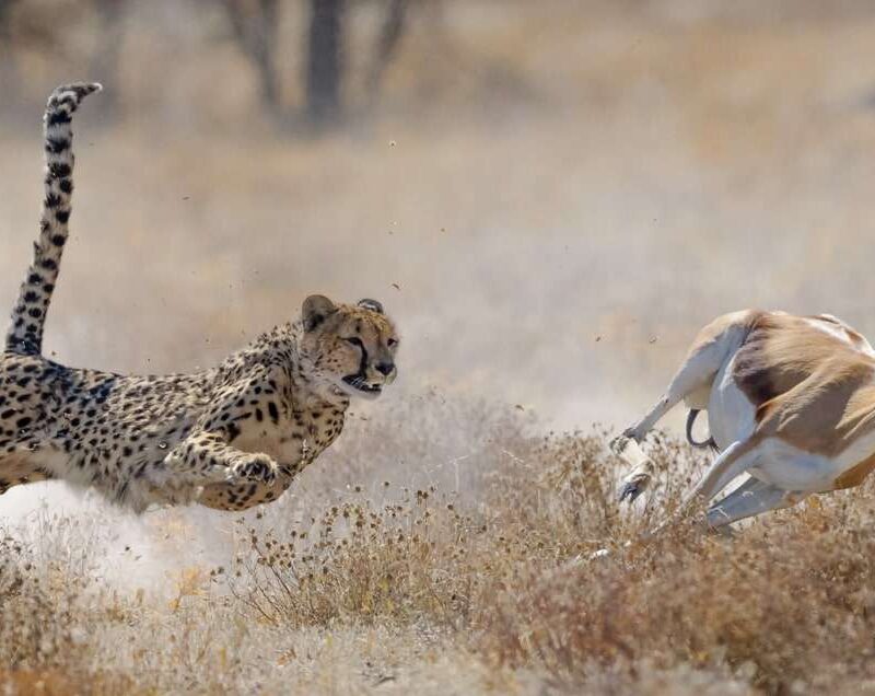 Etosha National Park