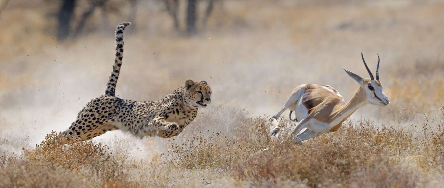 Etosha National Park