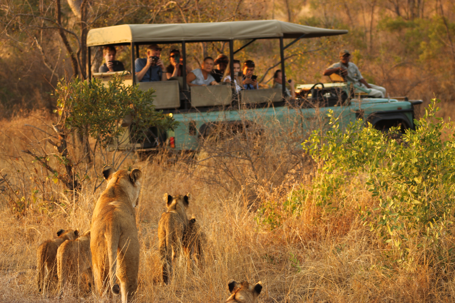 Game drives