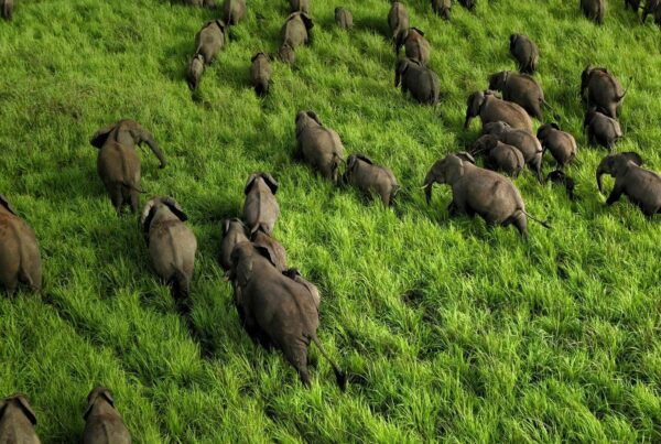 a herd of elephants walking in the grass at Garamba National Park