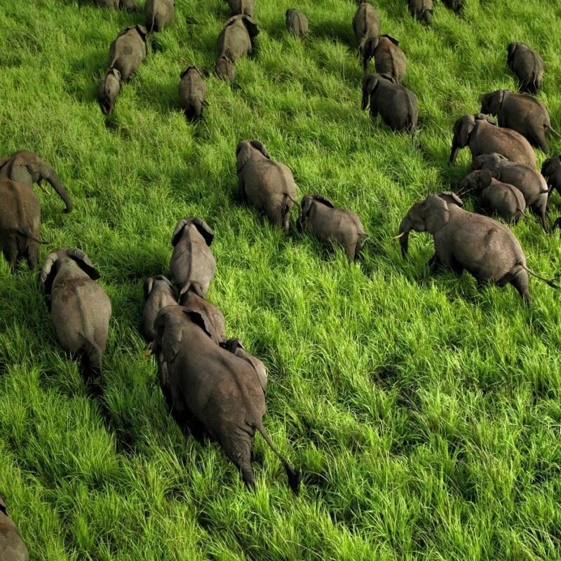 a herd of elephants walking in the grass at Garamba National Park
