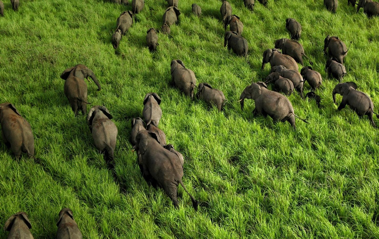 a herd of elephants walking in the grass at Garamba National Park