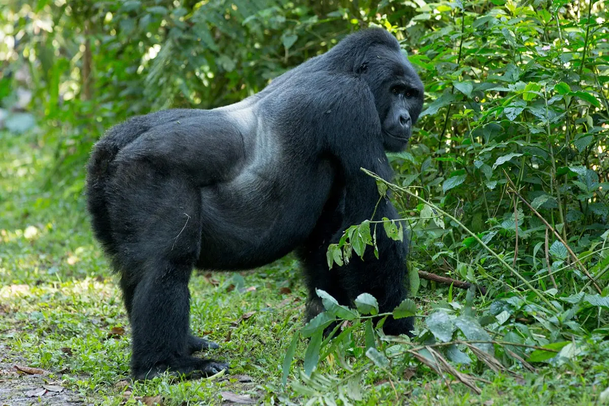 Gorilla Trekking Bwindi