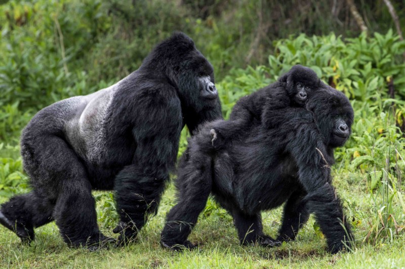 Gorillas