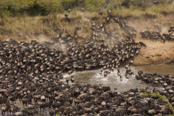 Great wildebeest migration