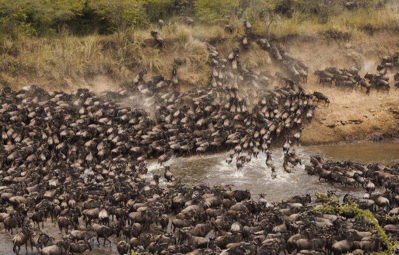 Great wildebeest migration