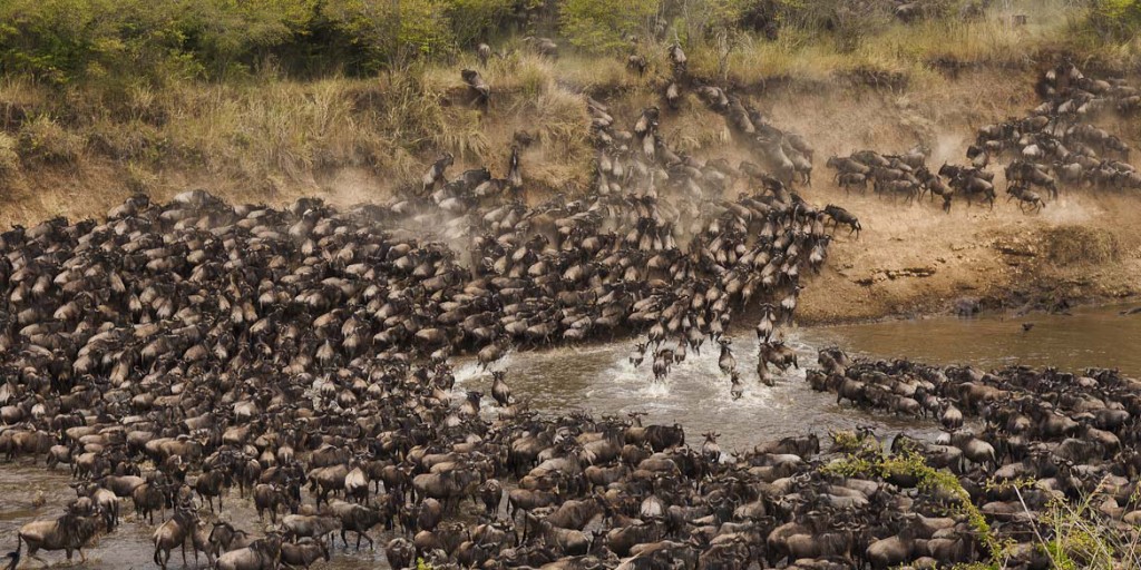 Great wildebeest migration