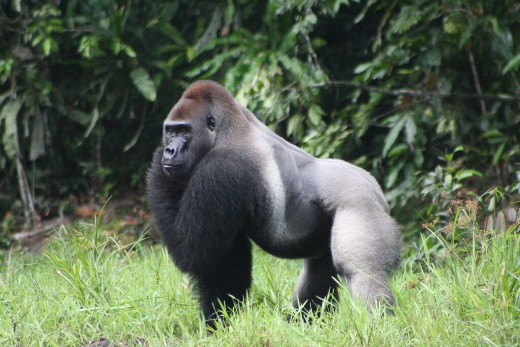 Kahuzi-Biega National Park