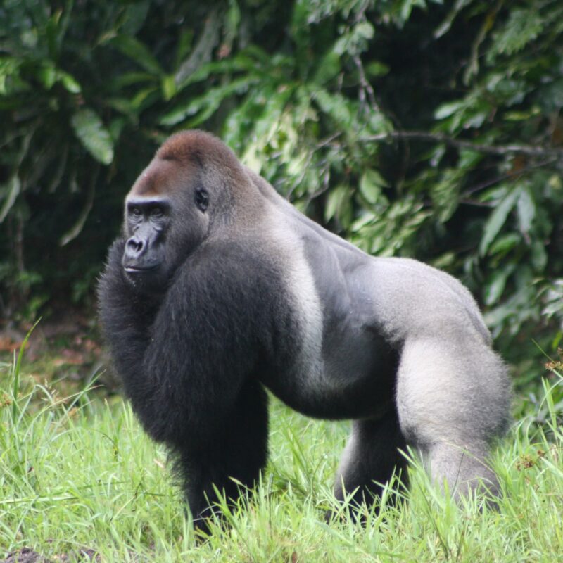 Kahuzi-Biega National Park