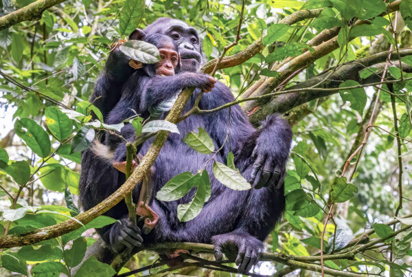 Kibale National Park