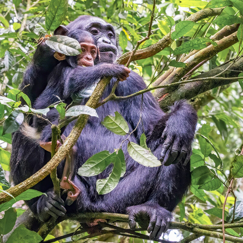 Kibale National Park