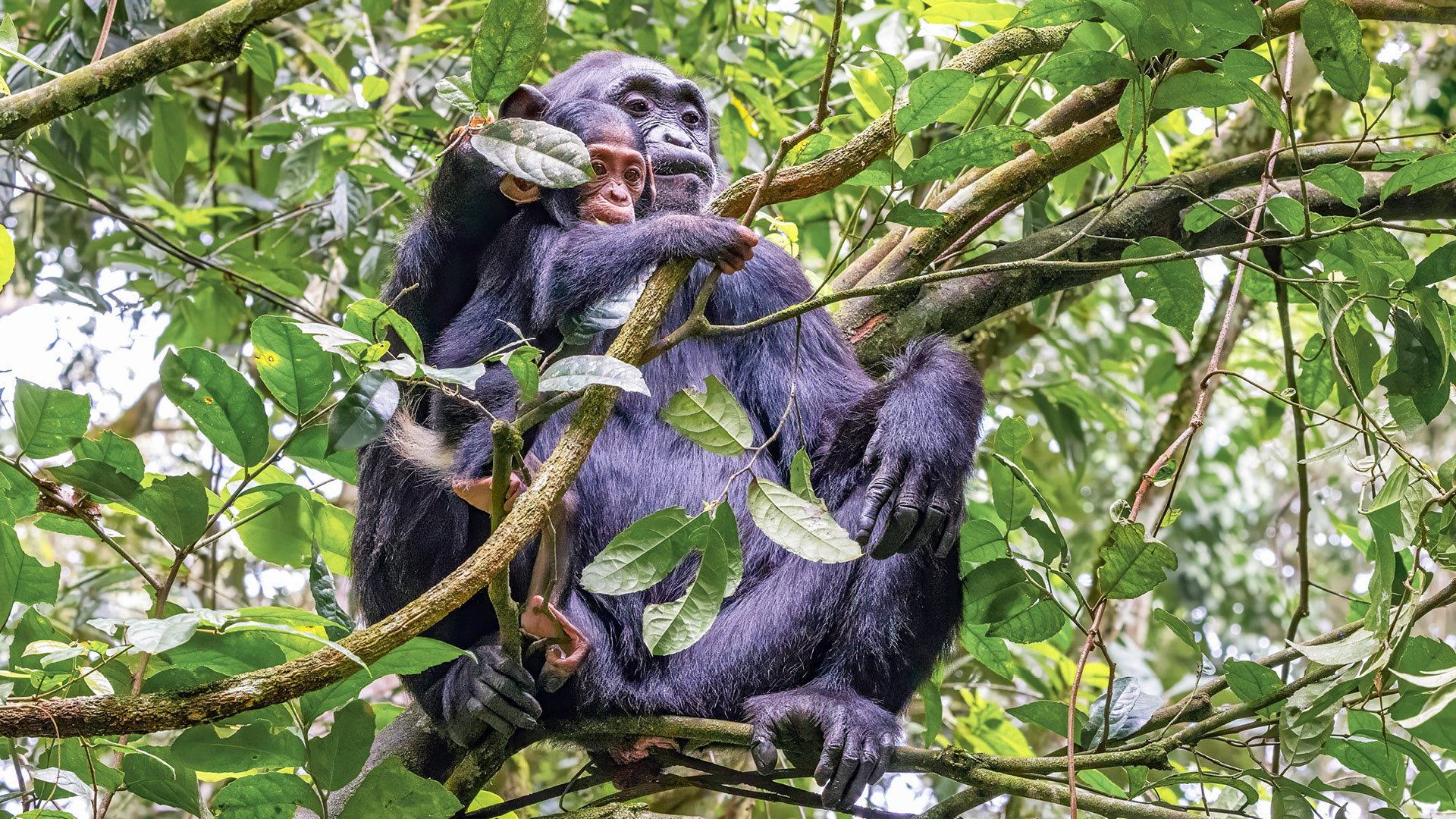 Kibale National Park