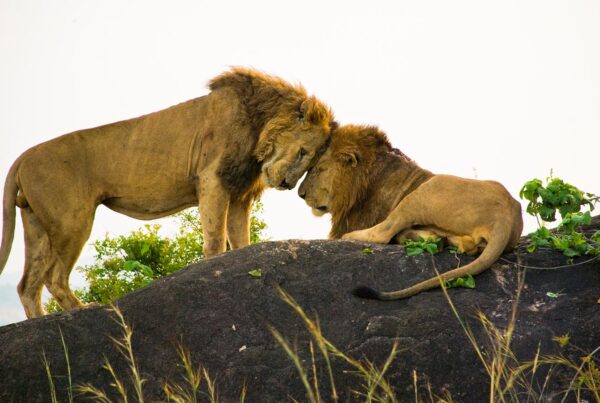 Kidepo Valley National Park