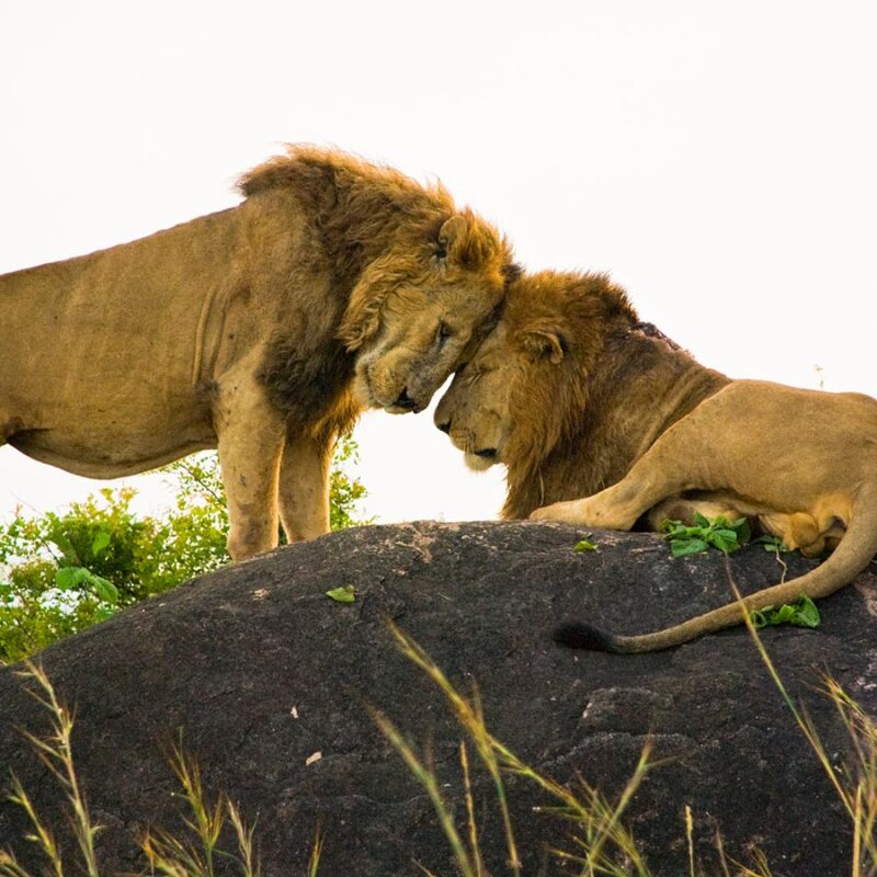 Kidepo Valley National Park
