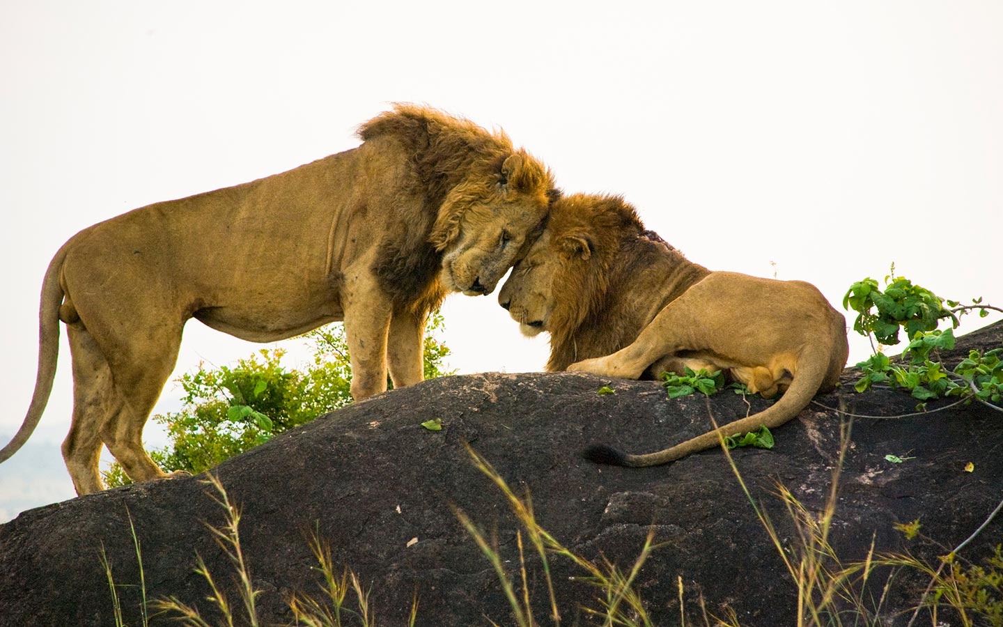 Kidepo Valley National Park