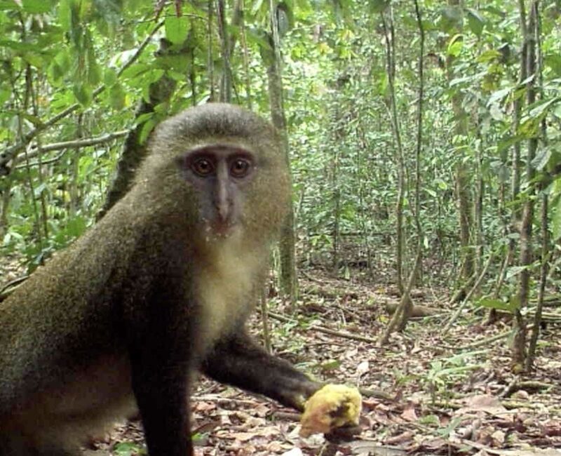 Lomami National Park