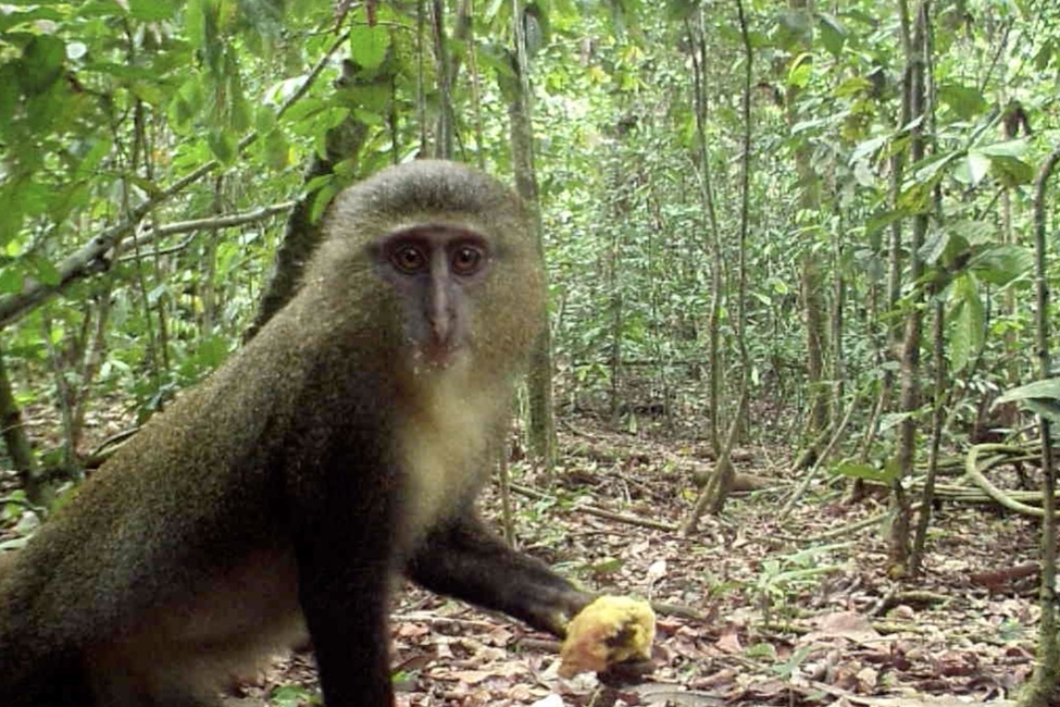 Lomami National Park