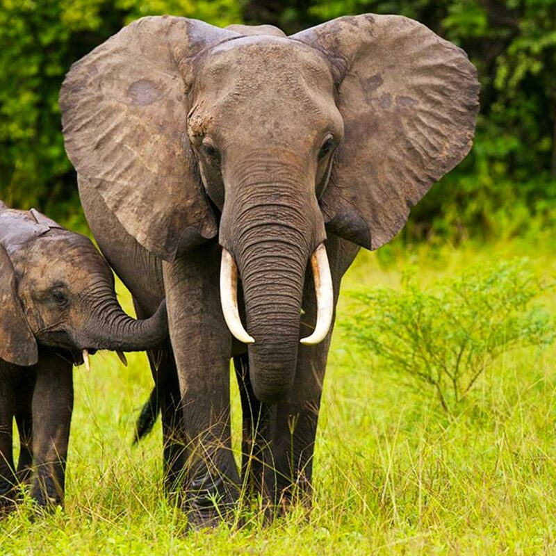 Nimule NP