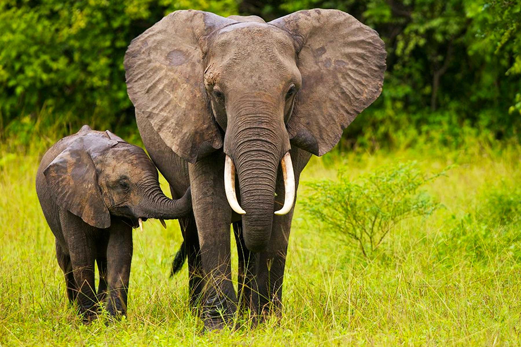 Nimule NP