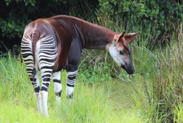 Okapi Wildlife Reserve