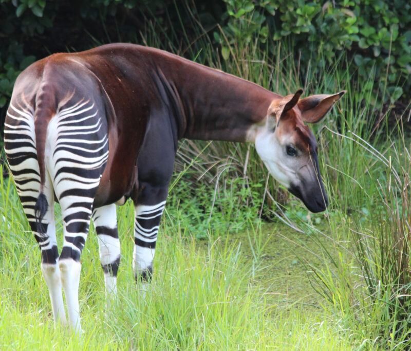 Okapi Wildlife Reserve