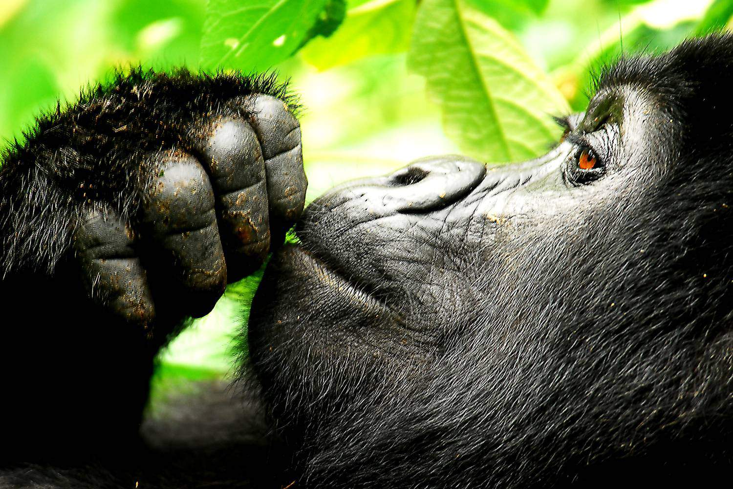 Primate holidays