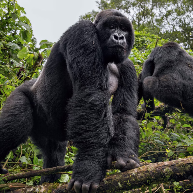 Virunga National Park