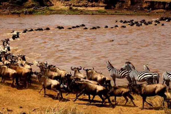 Wildebeest migration holidays