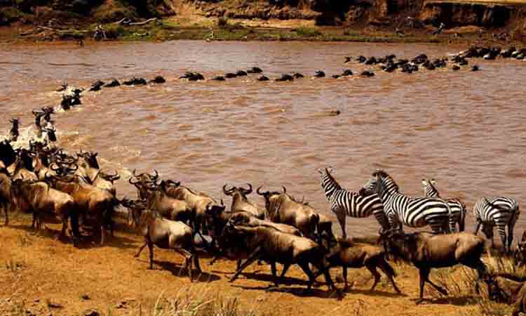 Wildebeest migration holidays