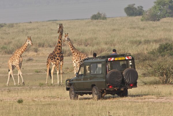 Wildlife and game drive experiences