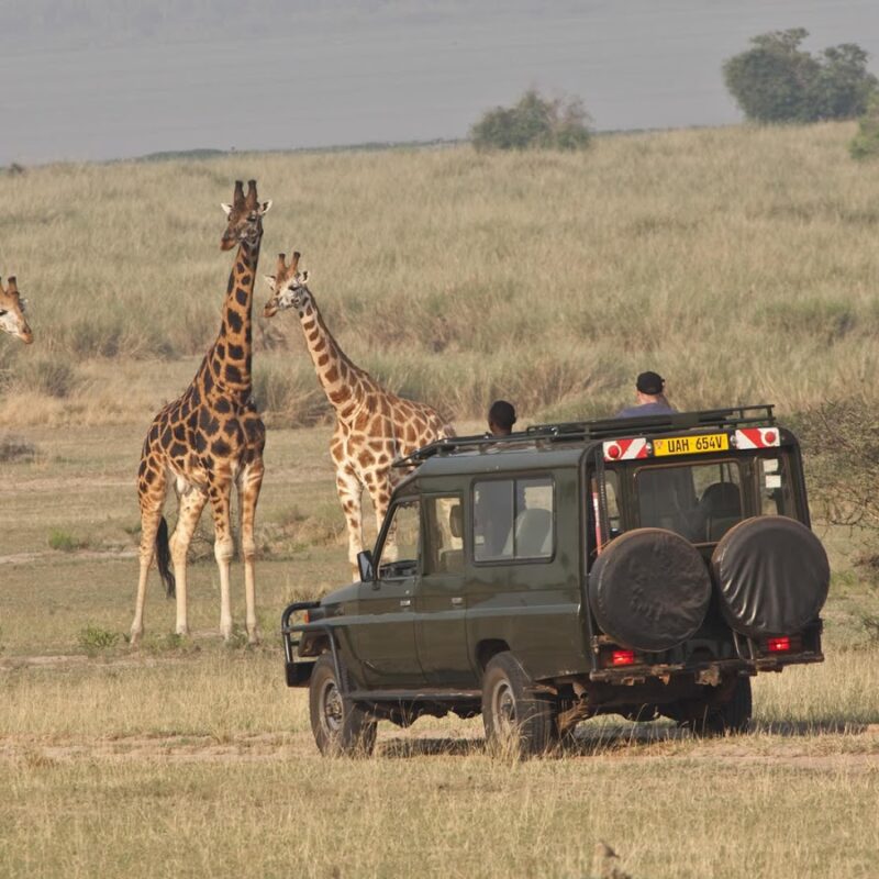 Wildlife and game drive experiences