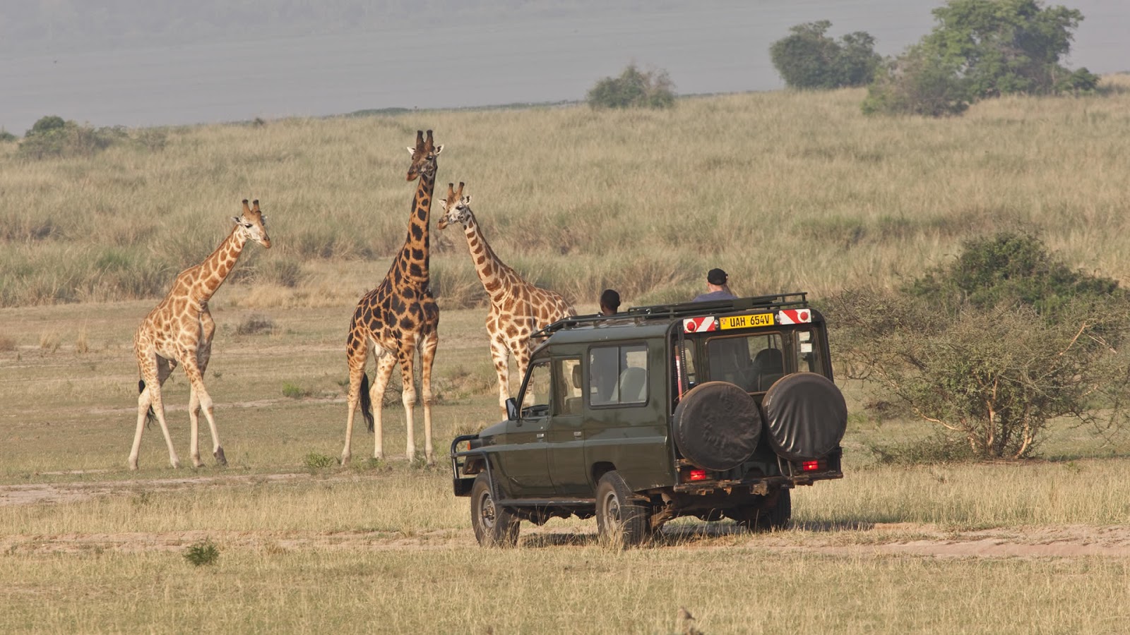 Wildlife and game drive experiences