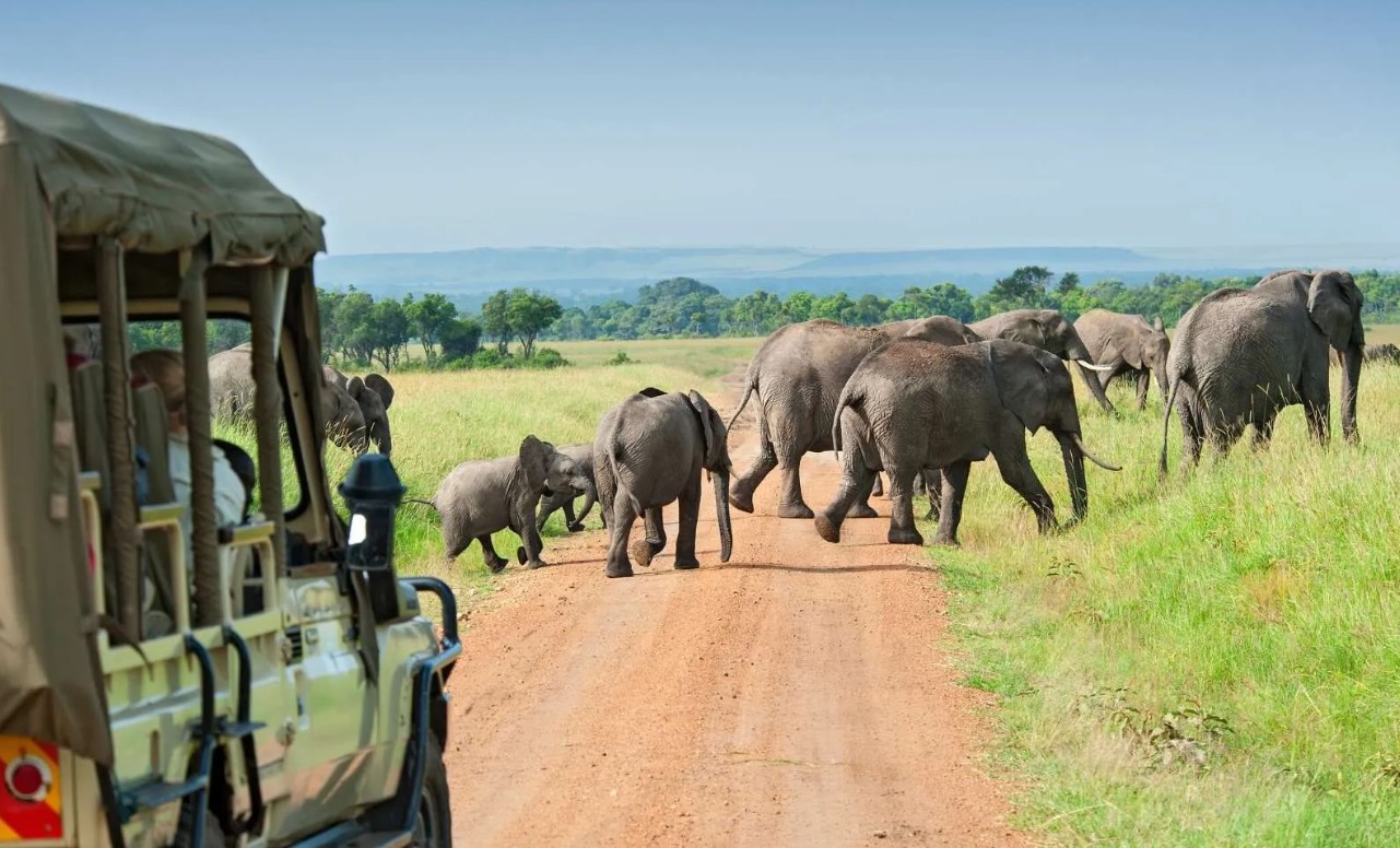Wildlife holidays