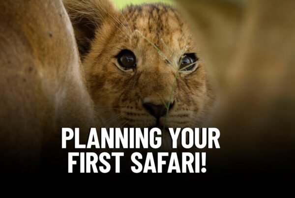 Your first safari