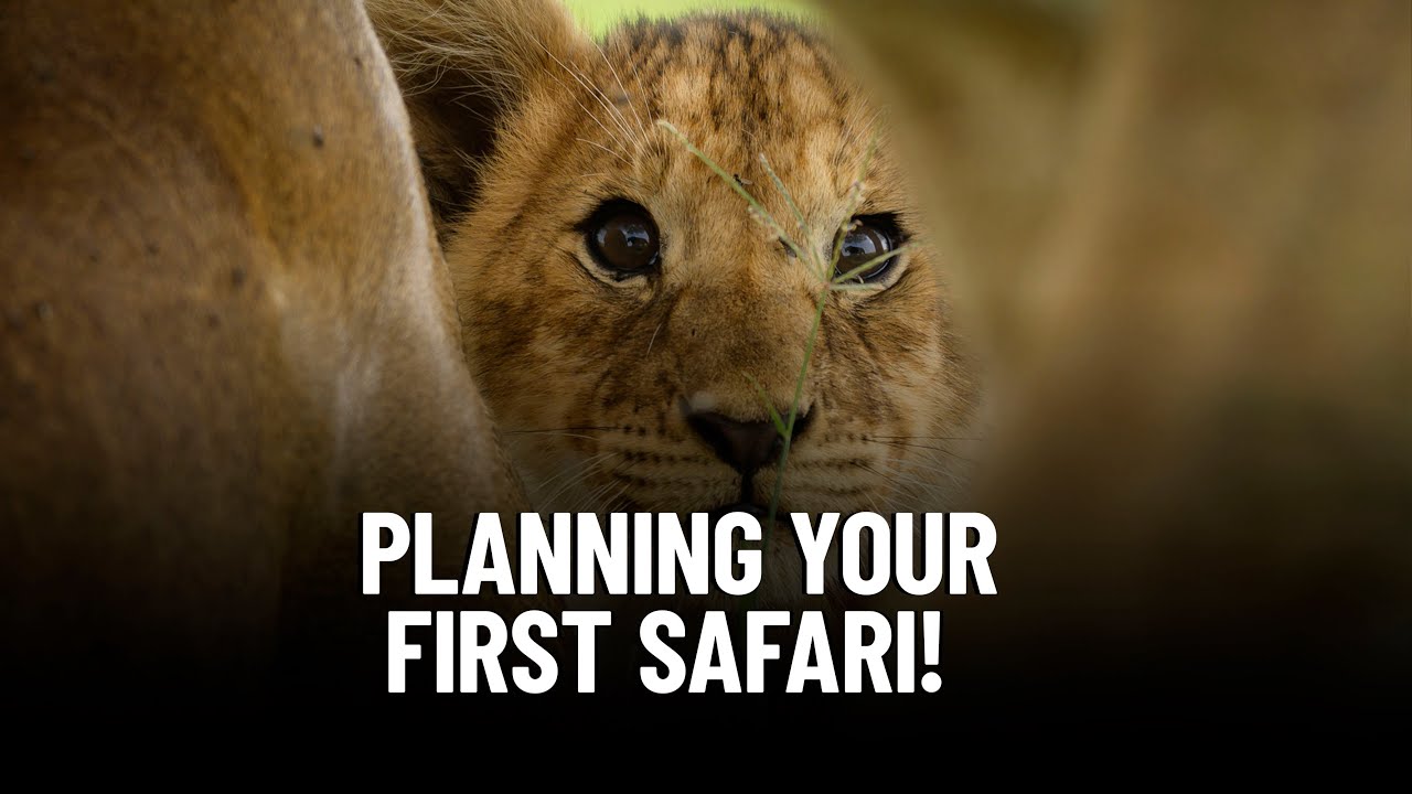 Your first safari