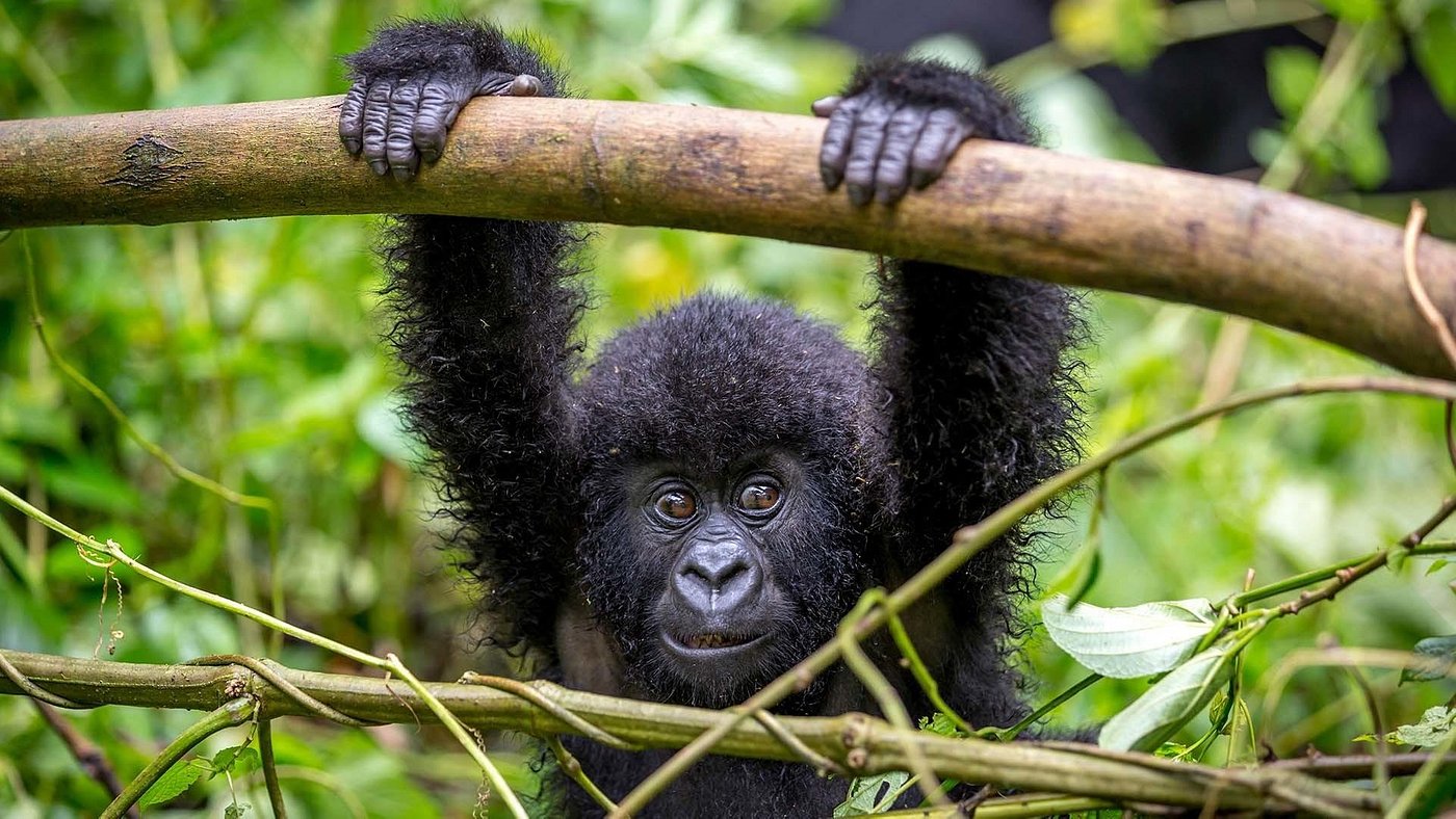 bwindi gorilla trekking destination