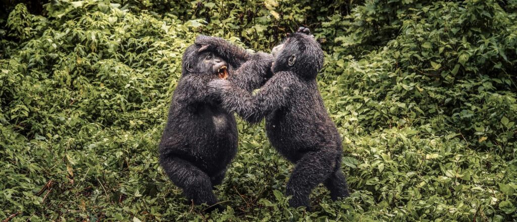 Gorilla trekking and habituation safaris