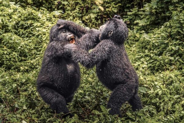 Gorilla trekking and habituation safaris