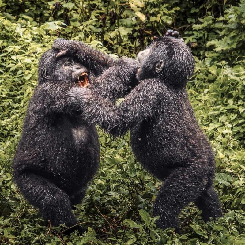 Gorilla trekking and habituation safaris